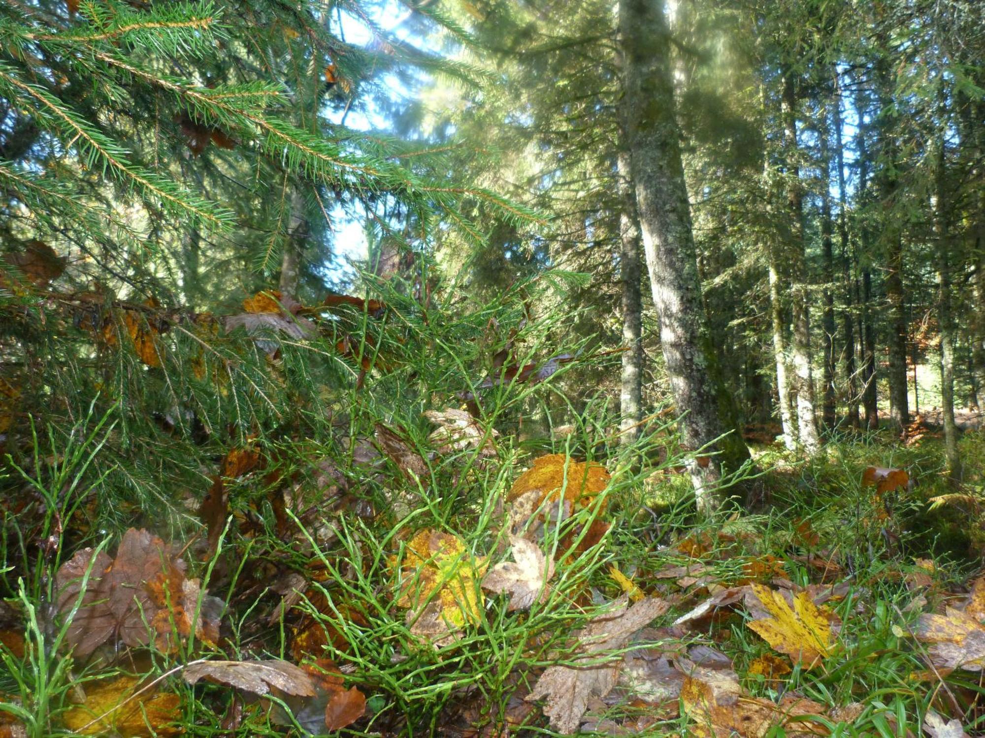 Domaine Des Hauts Viaux La Bresse Exteriör bild